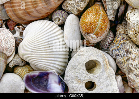 Pebble stones and scallops and shells Stock Photo