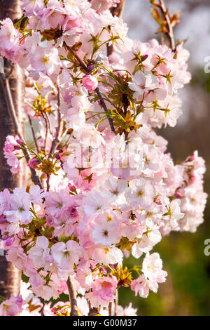 Spring pink cherry blossoms Stock Photo