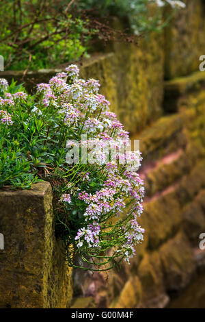 Flowers Alyssum (Lobularia maritima). Stock Photo