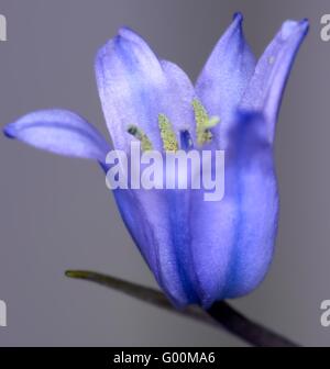Bluebells hyacinthoides non-scripta Stock Photo