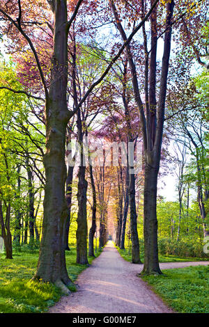 Rural Road Lined By Old Trees Nature Background Stock Photo Alamy