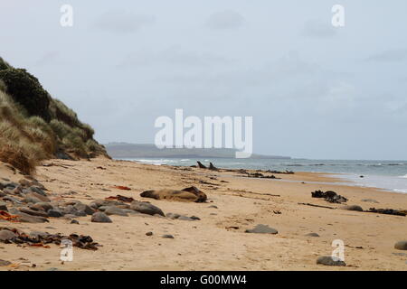 Beach with resting sea lions in Catlins Stock Photo