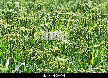 Finger Millet Field. Millet is used as food, fodder and for producing alcoholic beverages. Belongs to the genus Sorghum. Stock Photo