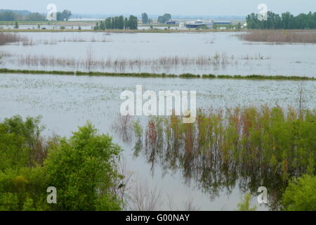 Trees and roads covered with flood water Stock Photo