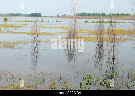 Trees and roads covered with flood water Stock Photo