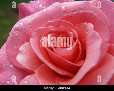 Close up of a pink Rose with water droplets on the petals, taken in a garden in Gloucestershire Stock Photo