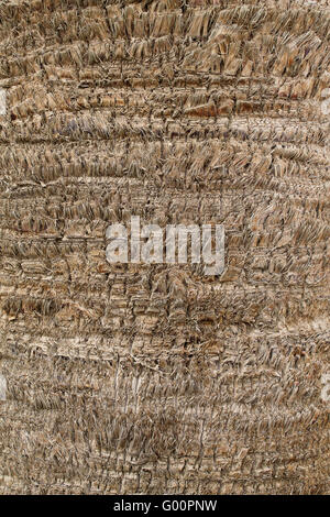 background with palm bark texture close up Stock Photo