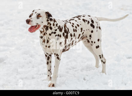 Darina Dalmatian. Stock Photo