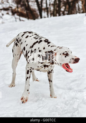 Darina Dalmatian. Stock Photo