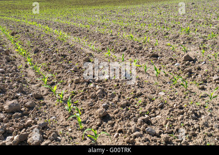 Maize field in springtime Stock Photo
