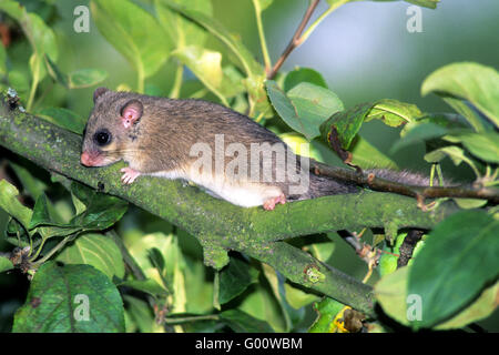 Fat Dormouse Stock Photo
