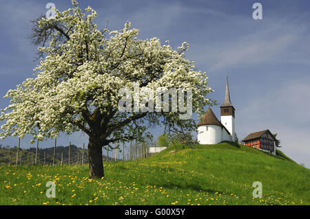 Blühender Apfelbaum/ Blossoming apple tree Stock Photo