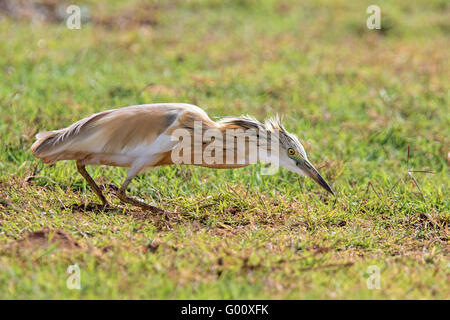 Hunting Squacco Heron (Ardeola ralloides), Boa Vista, Cape Verde Stock Photo