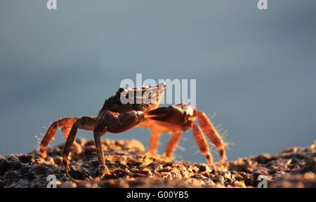 Crab Stock Photo