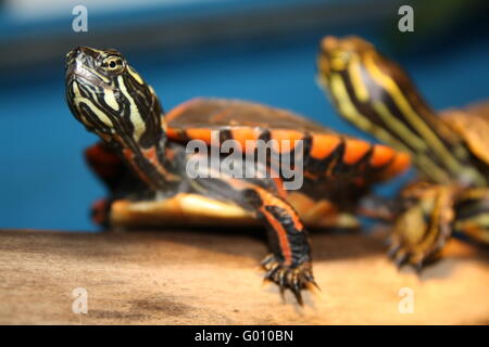 Sunbathing turtles Stock Photo