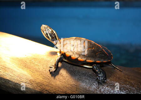 basking southern painted turtle Stock Photo