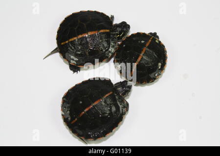 Southern Painted Turtles Stock Photo