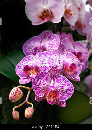 Orchids phalaenopsis Moth Orchid close view in spring with buds Stock Photo