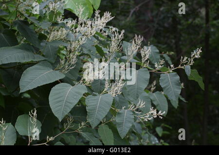 Blossoms of the Sakhalin Knotweed (Fallopia sachalinensis), an invasive plant species in Europe. Stock Photo