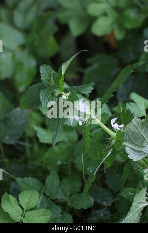 White deadnettle (Lamium album) with blossoms. Stock Photo