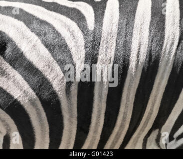 image of a Zebra skin Stock Photo