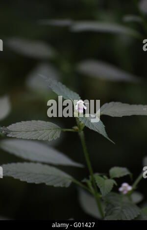 Hemp-nettle species (Galeopsis pubescens subsp. murriana) with blossom. Stock Photo