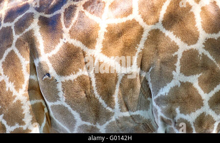 close up of giraffe skin Stock Photo