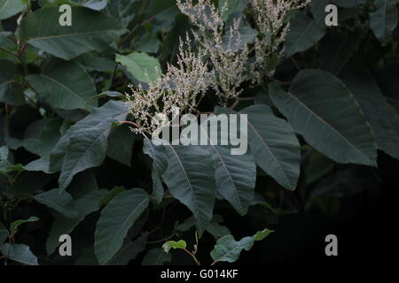 Blossoms of the Sakhalin Knotweed (Fallopia sachalinensis), an invasive plant species in Europe. Stock Photo