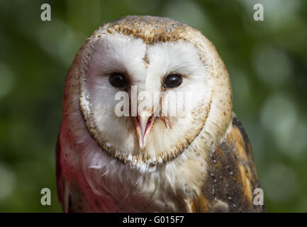 Barn Owl Stock Photo