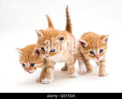 Three ginger kitten Stock Photo