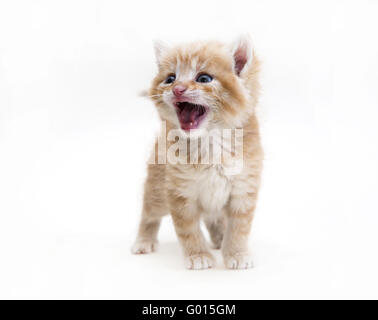 ginger kitten Stock Photo