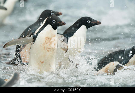 Adelie Penguins (Pygoscelis adeliae) Rushing into surf, Paulet Island, Weddell Sea,  Antarctica Stock Photo