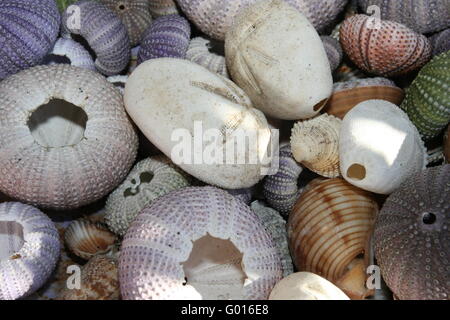 sea urchin Stock Photo