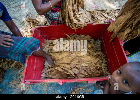 Big amounts of dry tobaccos loading on a box in a carrying truck in outside of Dhaka, manikganj, Bangladesh. Stock Photo