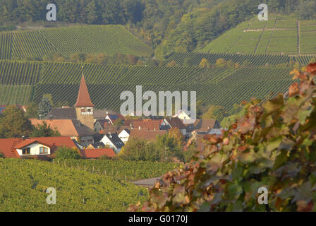 Vineyards Stock Photo