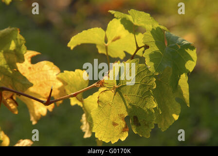 Vineyards Stock Photo