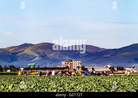 Farm workers using a mechanized packing system in the fields in the Salinas Valley of California USA Stock Photo