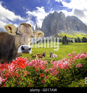 Cow in the rose garden mountains Stock Photo