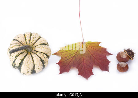 pumpkin, maple leaf and chestnut on white background Stock Photo