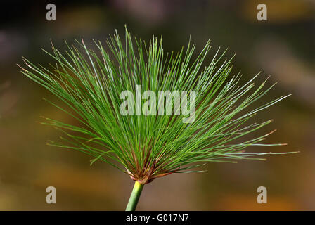 paper reed Stock Photo