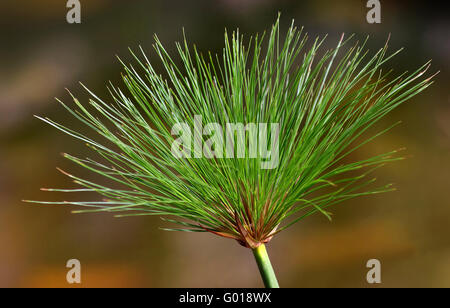 paper reed Stock Photo