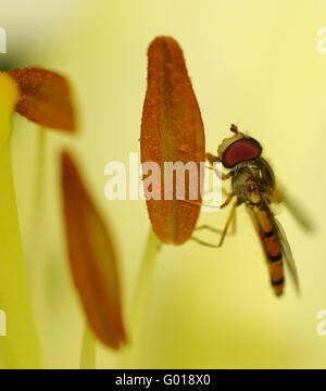 marmalade hoverfly Stock Photo