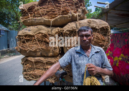 Big amounts of dry tobaccos loading in a carrying in outside of Dhaka, manikganj, Bangladesh. Stock Photo