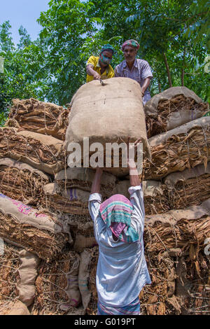 Big amounts of dry tobaccos loading in a carrying truck in outside of Dhaka, manikganj, Bangladesh. Stock Photo