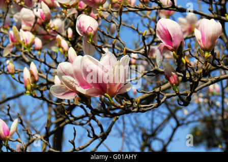 magnolia blossoms Stock Photo