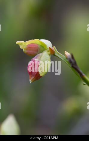 Wild bilberry (Vaccinium myrtillus) flowers on heathland in Surrey, England Stock Photo