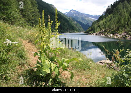 False Helleborine Veratrum album at mountain lake Stock Photo