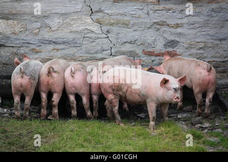 pigs at feeding truogh Stock Photo