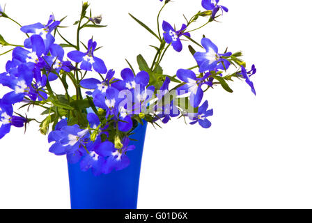 Beautiful flowers (Lobelia) in blue vase on studio white background Stock Photo