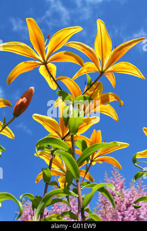 Yellow lily against the background of blue sky Stock Photo